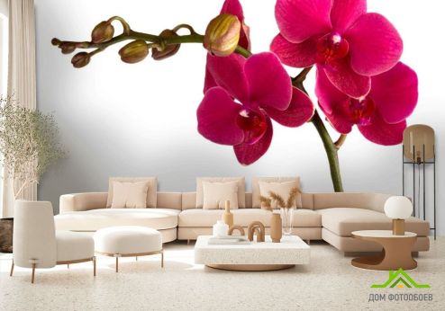 выбрать Фотообои Ветка бардовых орхидей Фотообои Фотообои Цветы:  на стену