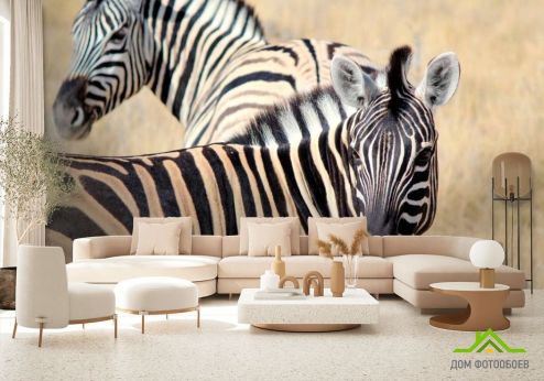 выбрать Фотообои Настороженные зебры Фотообои, цвет: «бежевый» на стену