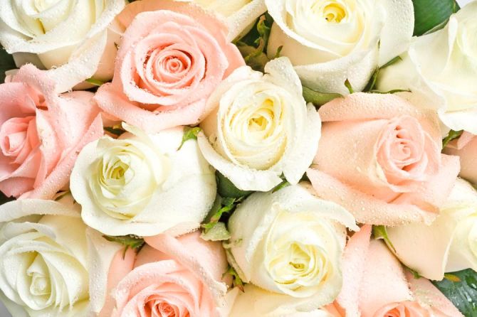 Фотошпалери Білі та кремові троянди