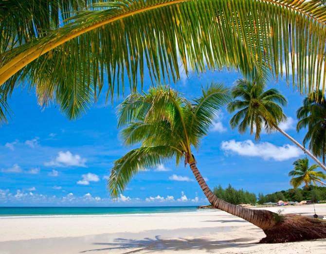 Фотошпалери Пляж в пальмах