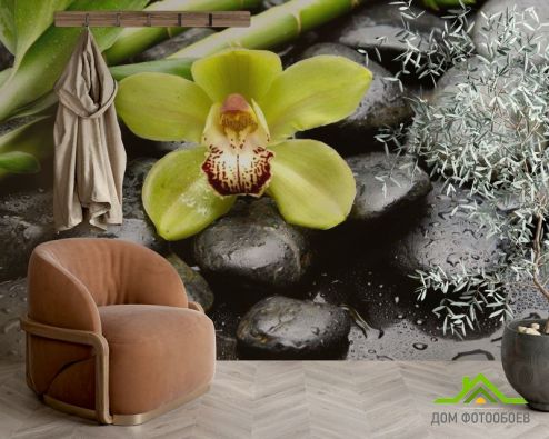 выбрать Фотообои Зеленая орхидея, камни Фотообои Фотообои Цветы: фото  на стену