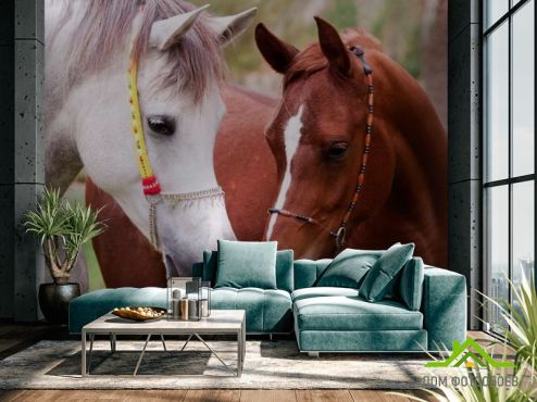 выбрать Фотообои Пара коней Фотообои Фотообои Животные: фото, белая, коричневый  на стену