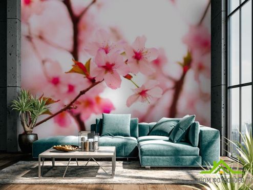 выбрать Фотообои Цветы вишни весной Фотообои Фотообои Цветы: фото, розовый  на стену