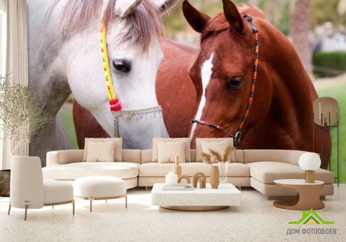 выбрать Фотообои Пара коней Фотообои Фотообои Животные: горизонталная, горизонтальная ориентация на стену