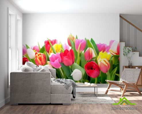 выбрать Фотообои Тюльпаны Фотообои Цветы на стену