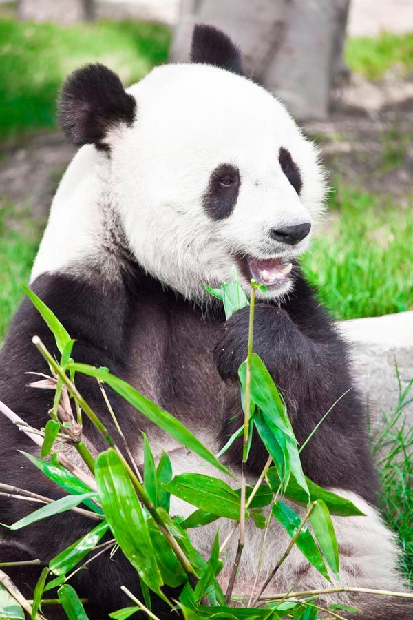 Фотошпалери Відпочивальниця панда