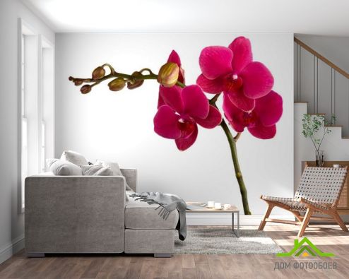выбрать Фотошпалери Гілка бардових орхідей Фотошпалери, колір: «фото» на стіну