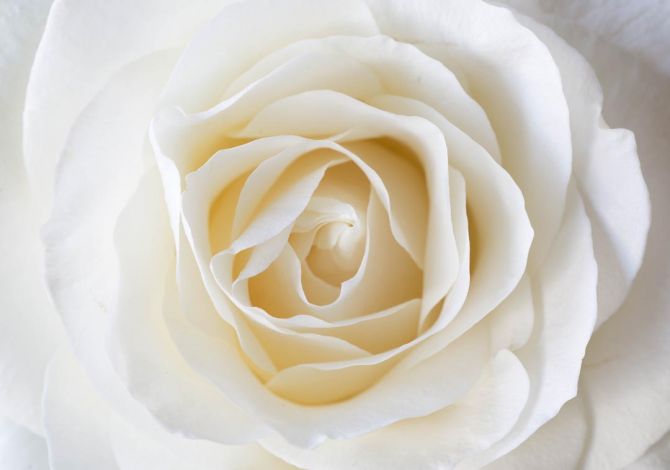Фотообои белая роза