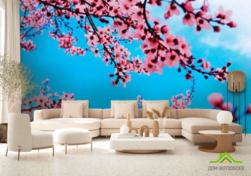 выбрать Фотообои Цветущая весной вишня Голубые фотообои на стену