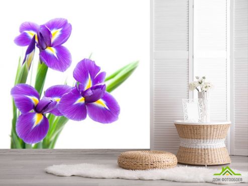 выбрать Фотообои Анютины глазки фиолетовые Фотообои Цветы на стену