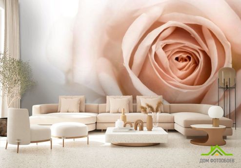 выбрать Фотообои Роза кремово-коричневая Фотообои Фотообои Цветы: фото, горизонталная, горизонтальная  на стену