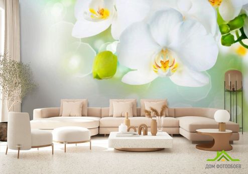 выбрать Фотообои Орхидеи в цвету Фотообои, цвет: «фото» на стену