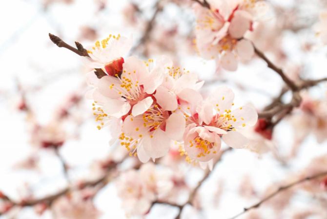 Фотошпалери Квітучий абрикос навесні
