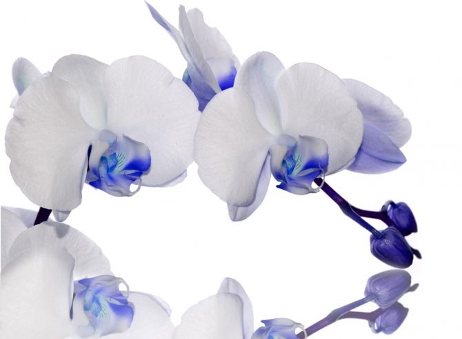 Фотошпалери орхідеї білі з синім