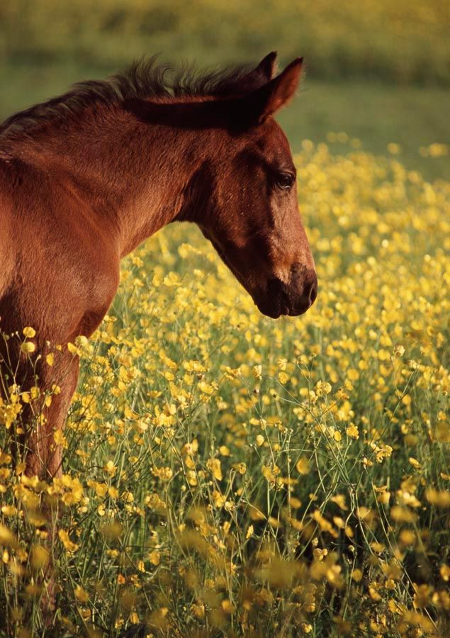 Фотошпалери Кінь на лузі