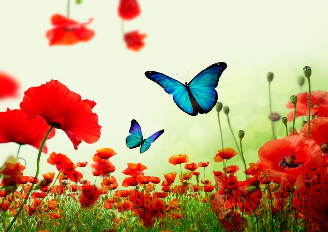 Фотообои Красные маки с бабочками