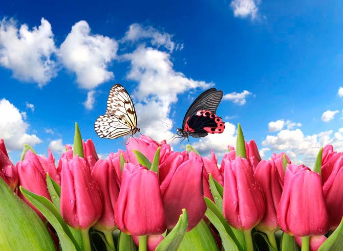 Фотообои Бабочки и розовые тюльпаны