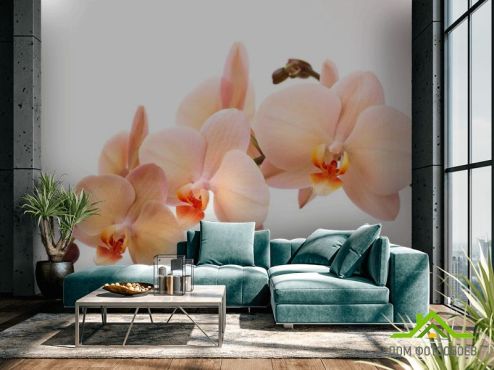 выбрать Фотообои Веточка орхидей Фотообои, цвет: «горизонталная, горизонтальная» на стену