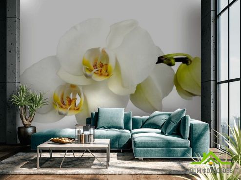 выбрать Фотообои Орхидеи желто-белые Фотообои Цветы на стену