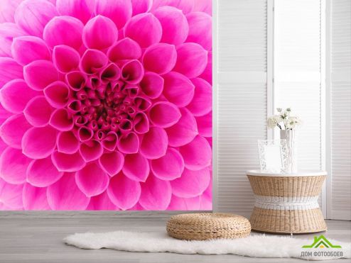 выбрать Фотообои Сотовый цветок малиновый Фотообои Фотообои Цветы: фото  на стену