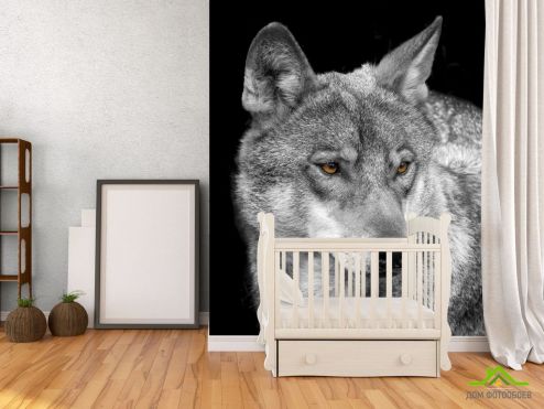выбрать Фотообои белый волк Фотообои Фотообои Животные: вертикальная ориентация на стену