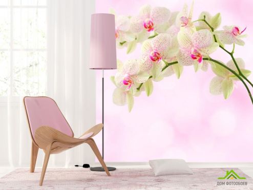выбрать Фотообои Орхидеи точечные Фотообои Фотообои Цветы: фото  на стену