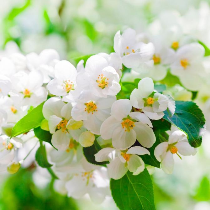 Фотообои Абрикосовые маленькие цветы