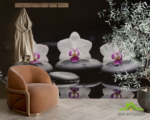 выбрать Фотообои Орхидея Фотообои Фотообои Цветы: картинка, черный  на стену