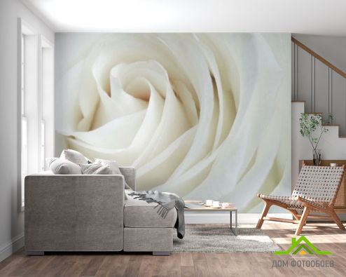 выбрать Фотообои Белая роза Фотообои Цветы на стену