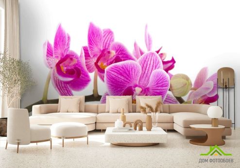 выбрать Фотообои розовая орхидея на белом фоне Фотообои Цветы на стену