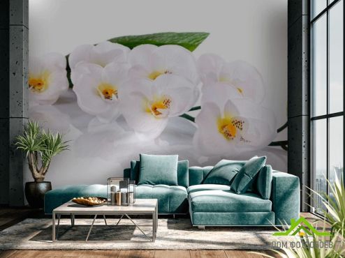 выбрать Фотообои Орхидея Фотообои, цвет: «» на стену