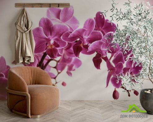 выбрать Фотообои Орхидея Фотообои Фотообои Орхидеи: фото, розовый  на стену