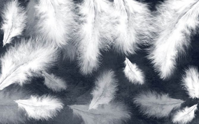 Фотообои Белые перья на синем фоне