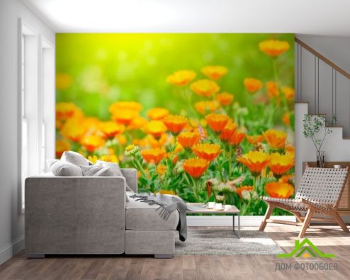 выбрать Фотообои Оранжевые чернобривцы Фотообои Фотообои Цветы: фото, горизонталная, горизонтальная  на стену