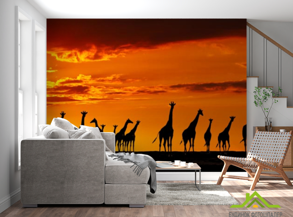 выбрать Фотообои много жирафов и закат Каталог фотообоев на стену