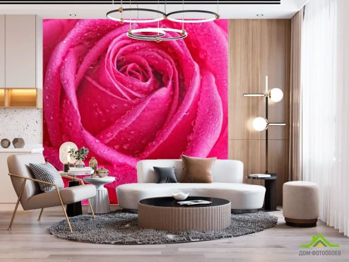 выбрать Фотообои Роса на бледной розе Фотообои Фотообои Розы: квадратная ориентация на стену