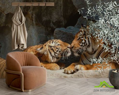 выбрать Фотообои Нежность тигров Фотообои Тигры на стену