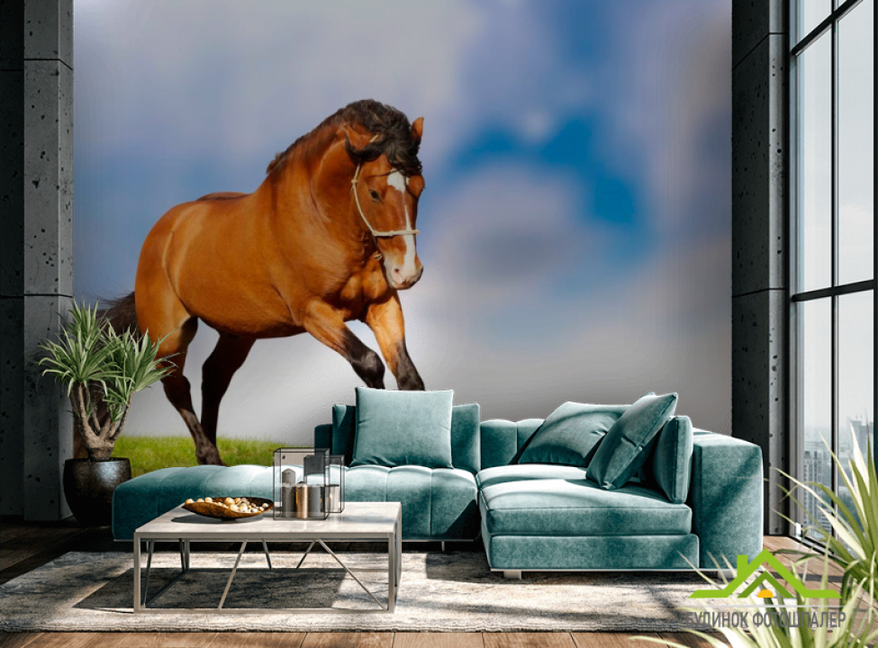 выбрать Фотошпалери Баский кінь Каталог фотошпалер на стіну