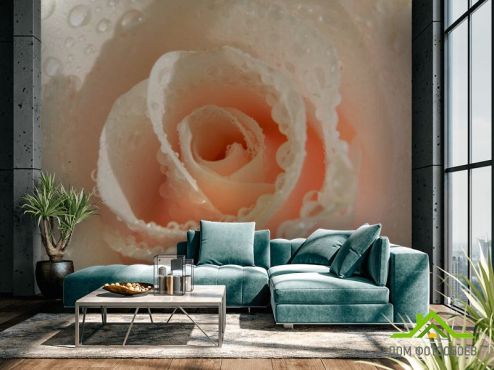 выбрать Фотошпалери Кремова троянда і роса  на стіну