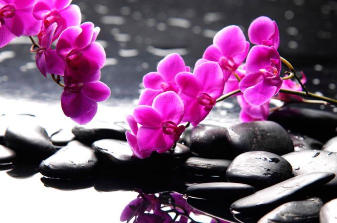 Фотошпалери Рожеві квіти та каміння