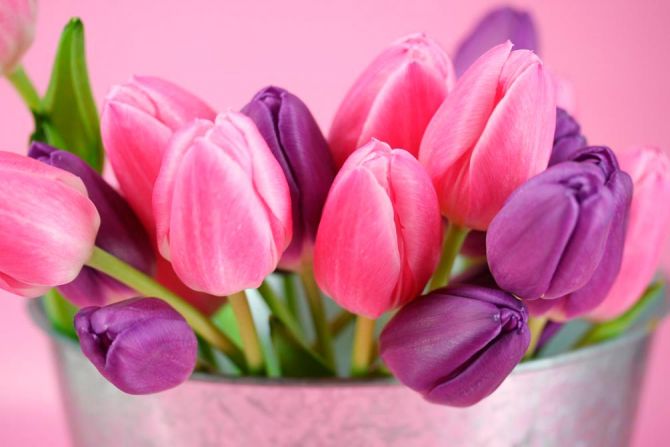Фотообои Розовые и фиолетовые тюльпаны