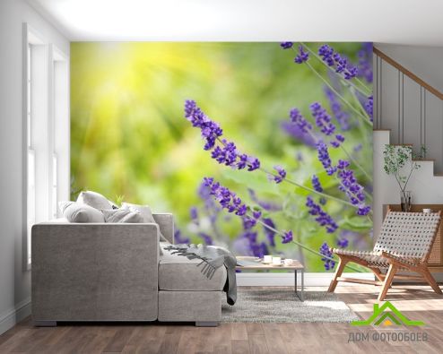 выбрать Фотошпалери сині польові квіти Фотошпалери Фотошпалери Квіти:  на стіну