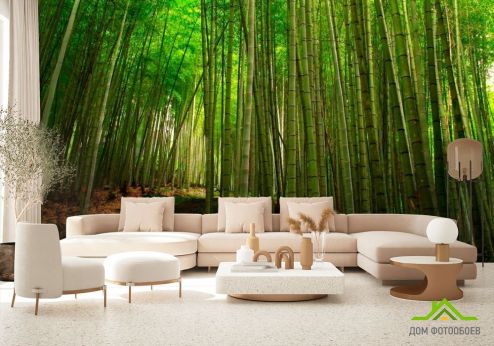 выбрать Фотообои Бамбук, тропинка Фотообои лес на стену