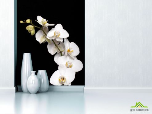 выбрать Фотошпалери гілочка білої орхідеї на чорному тлі Фотошпалери Фотошпалери Квіти: вертикальна орієнтація на стіну