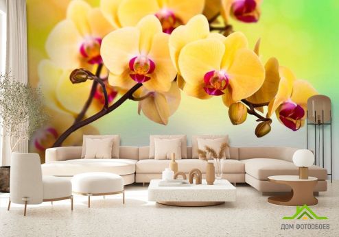 выбрать Фотообои Желтая орхидея Фотообои Цветы на стену