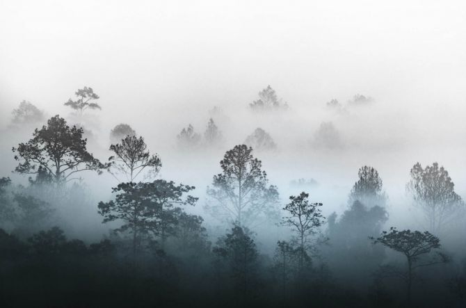 Фотошпалери туманні дерева