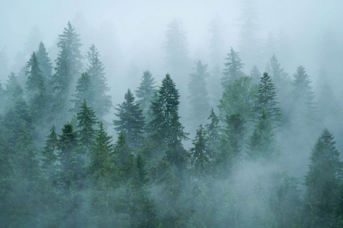 Фотошпалери Туман над лісом