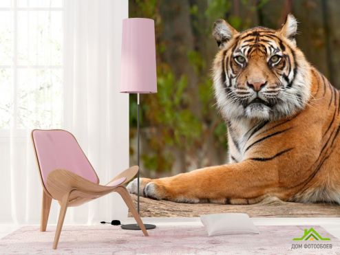 выбрать Фотообои Настороженный тигр Фотообои Фотообои Животные: фото, Тигры  на стену