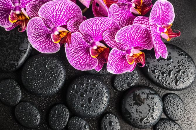 Фотошпалери бузкові орхідеї на чорних каменях з краплями