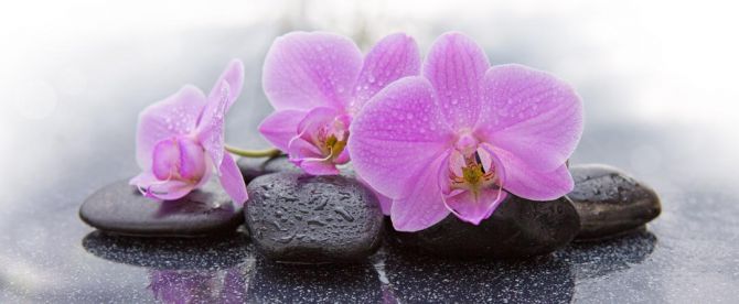 Фотошпалери камені і орхідеї